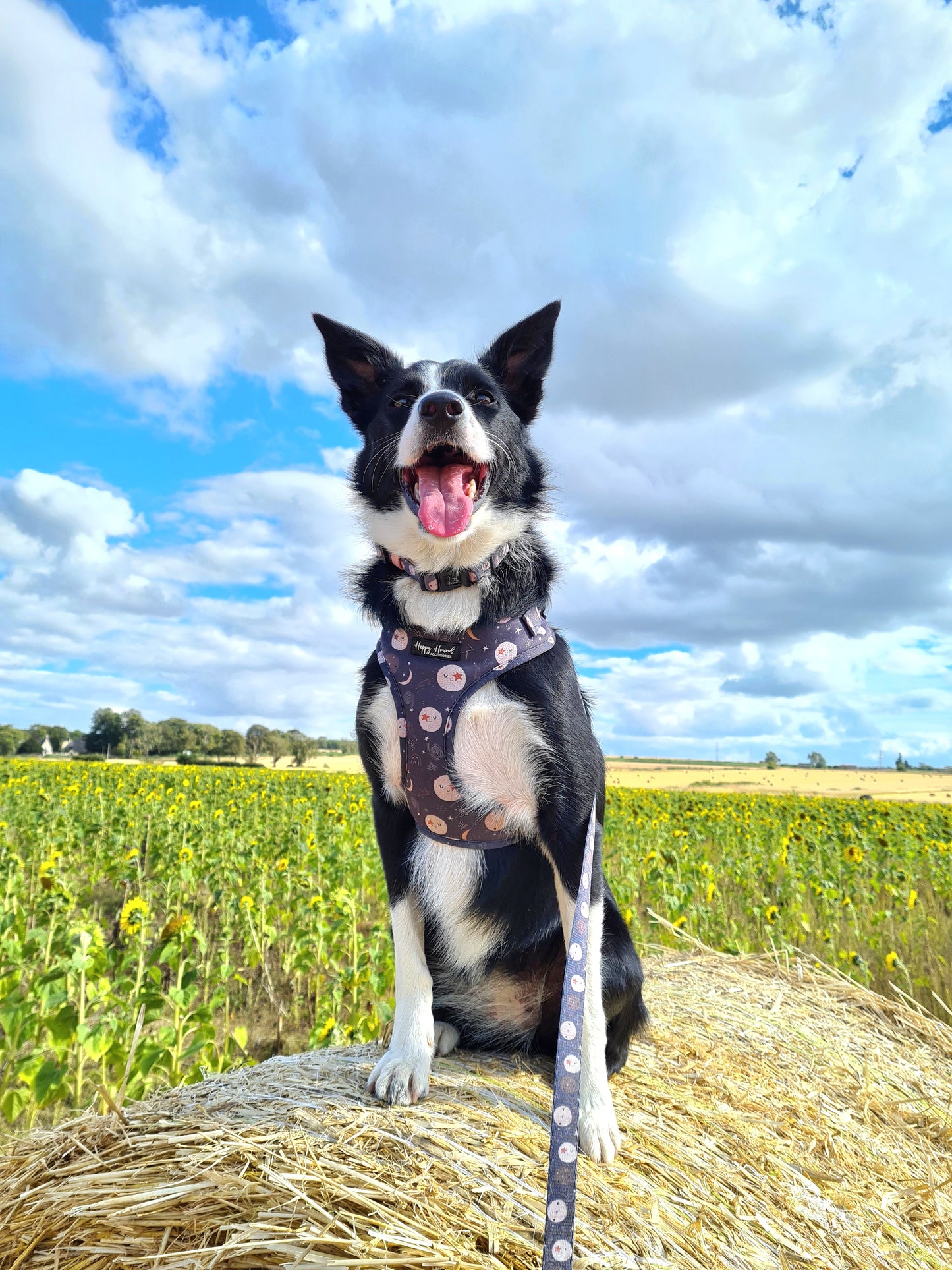 Nala | Ready To Wear Collar