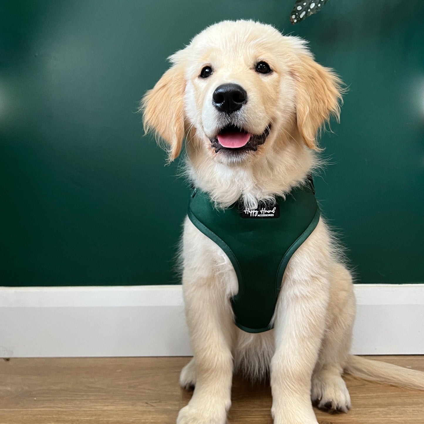 Forest Green Harness | The Colour Collection
