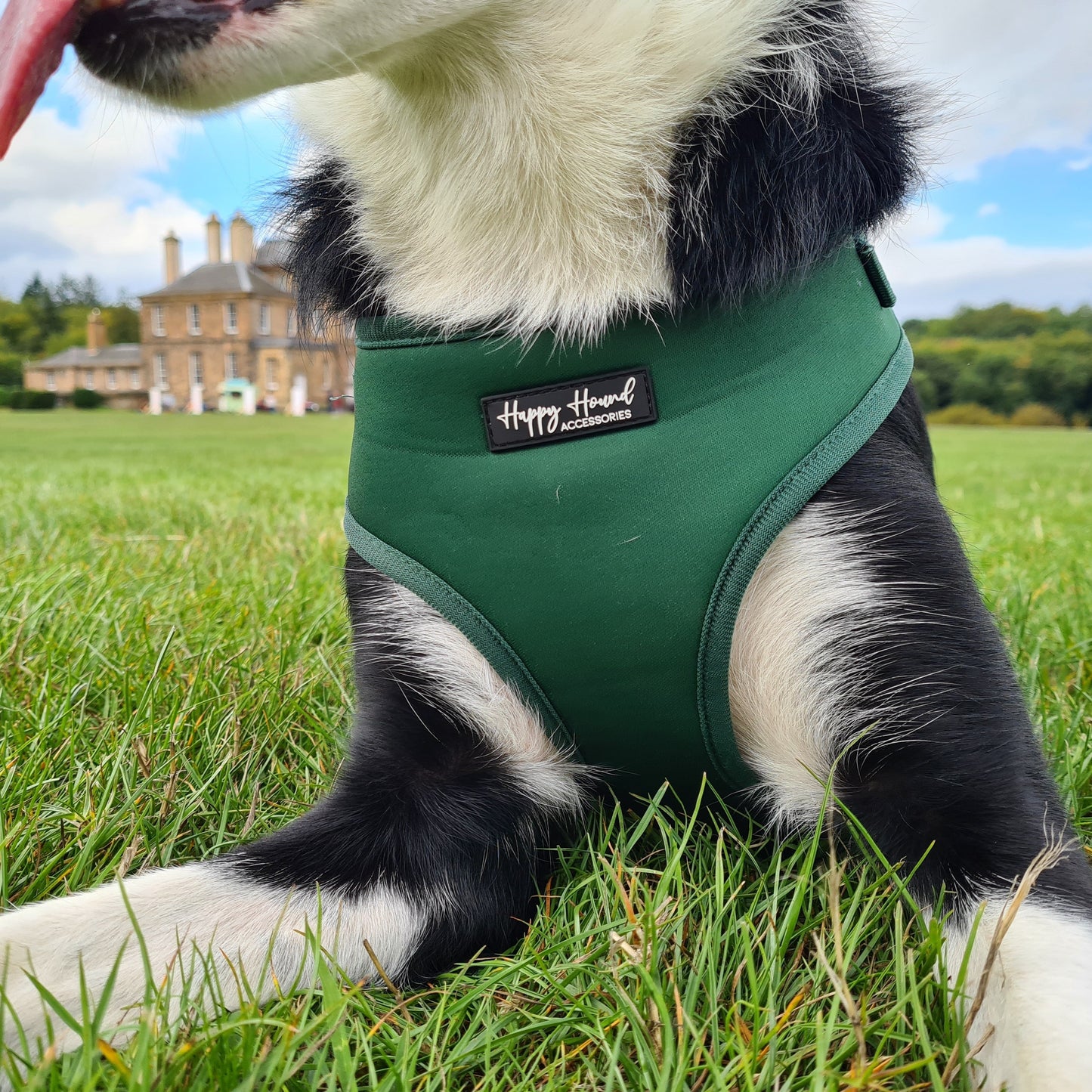 Forest Green Harness | The Colour Collection