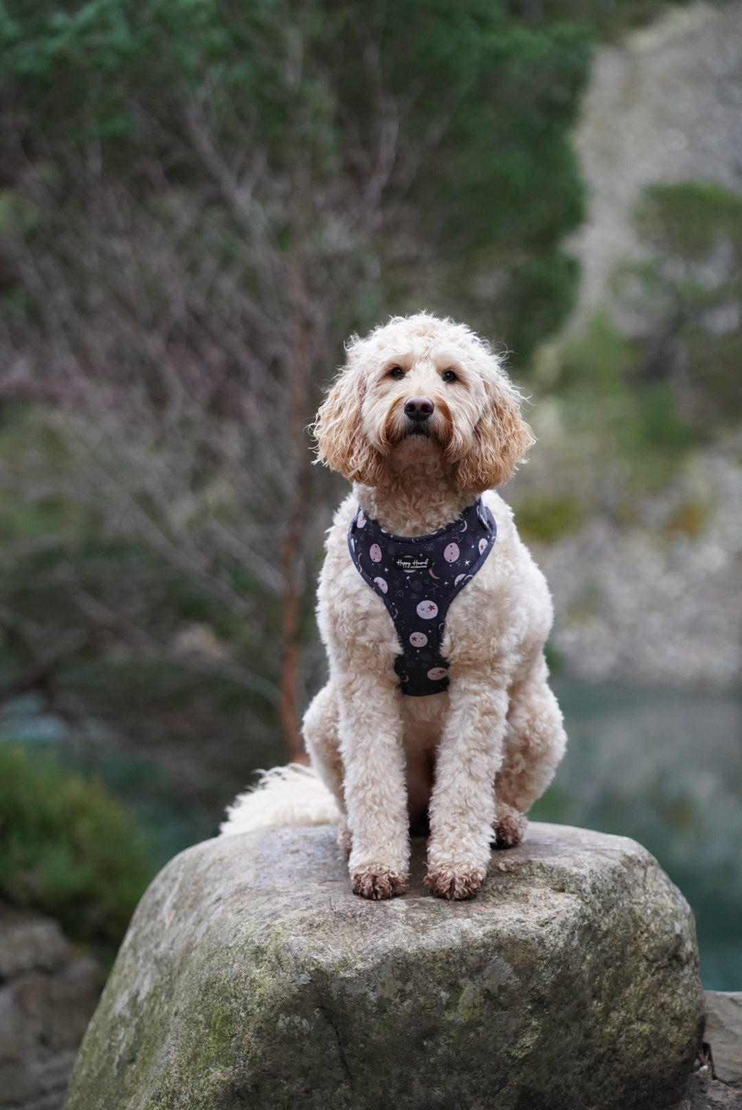 Nala | Ready To Wear Collar