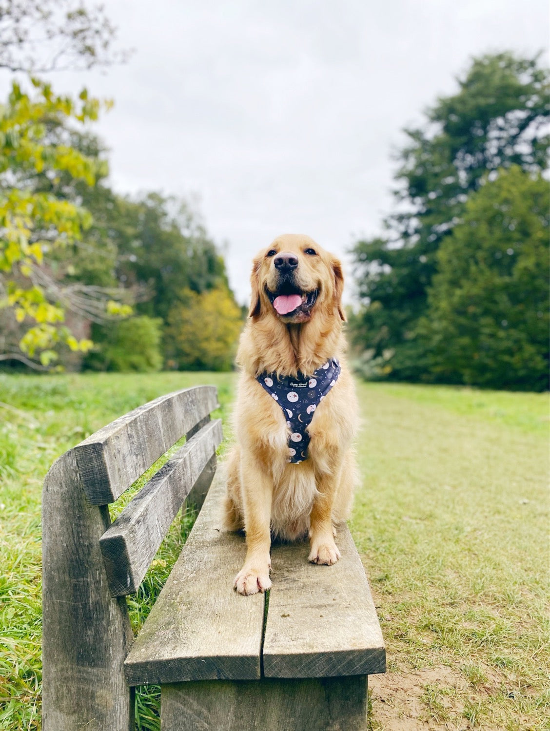 Nala | Ready To Wear Collar