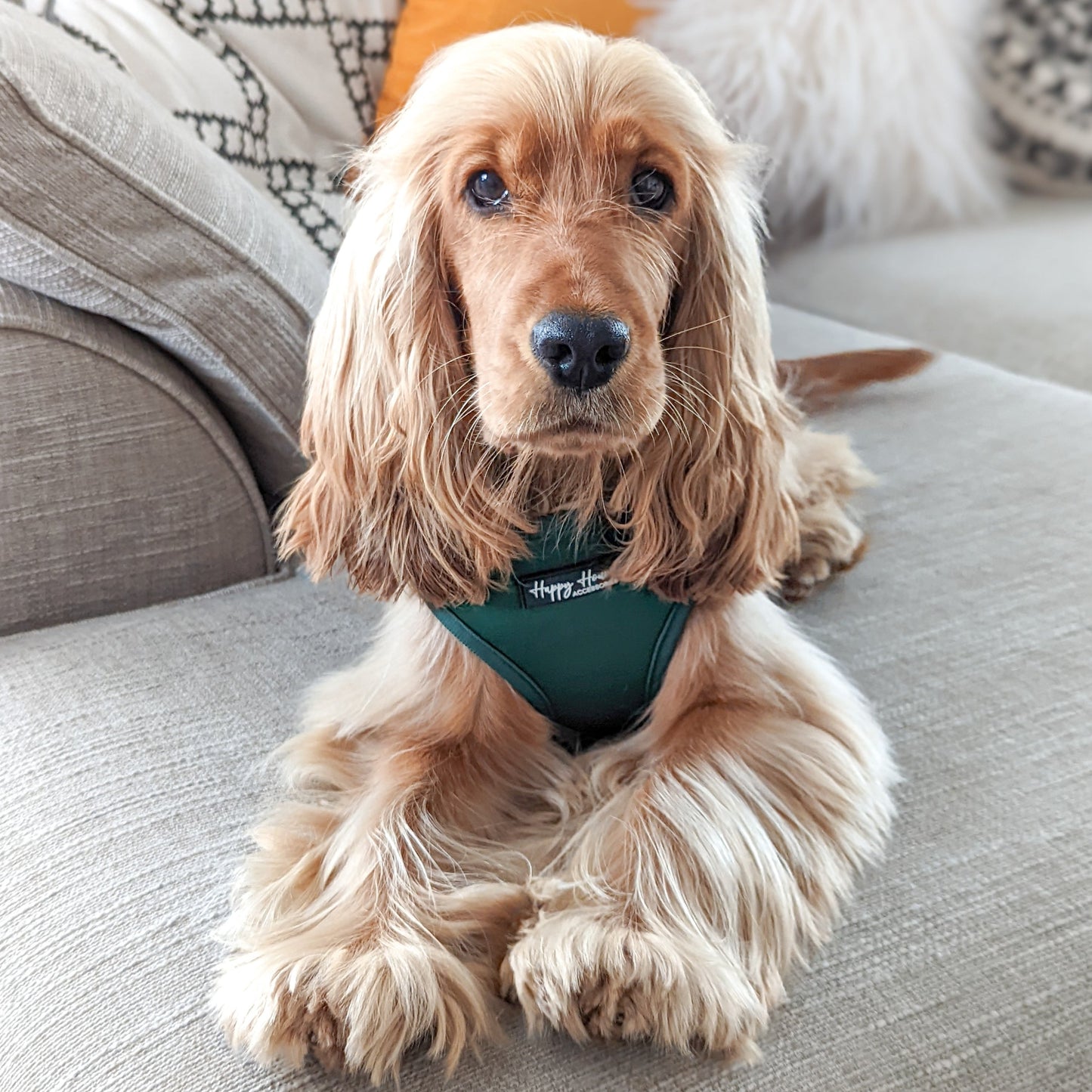 Forest Green Harness | The Colour Collection