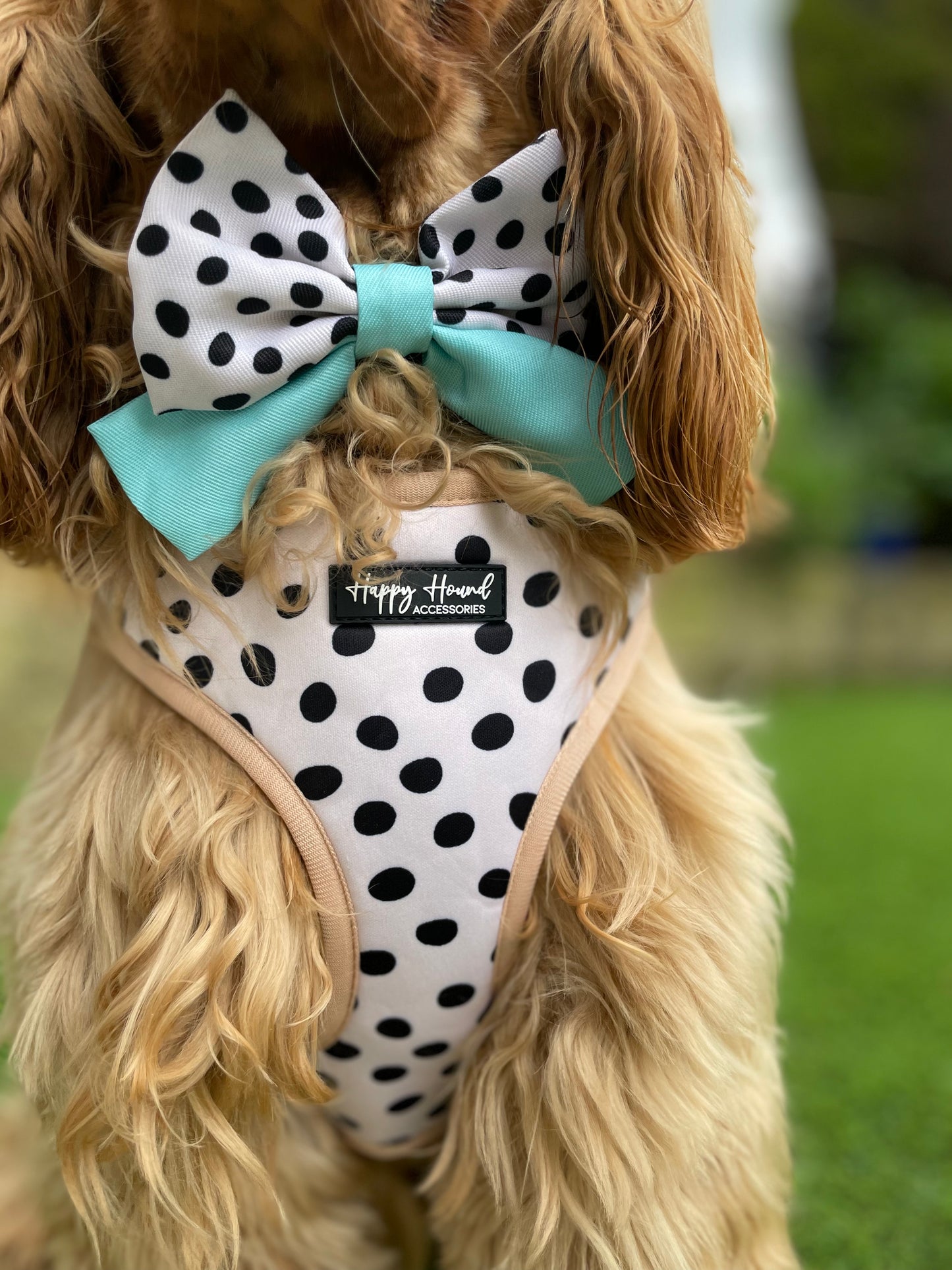 Pepper | Ready To Wear Dog Harness