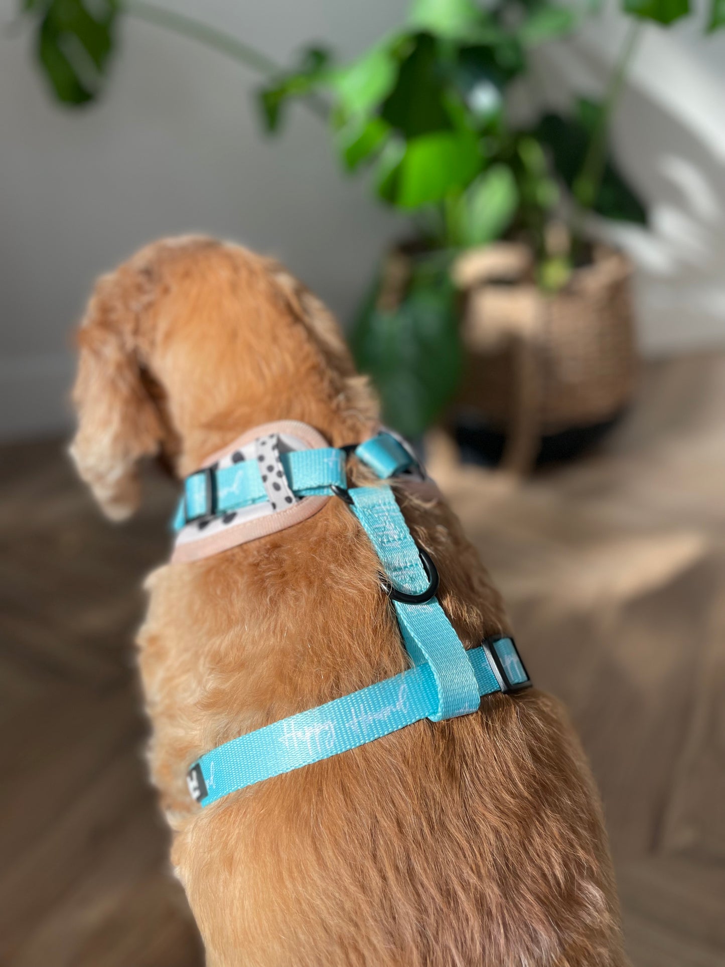 Pepper | Ready To Wear Dog Harness